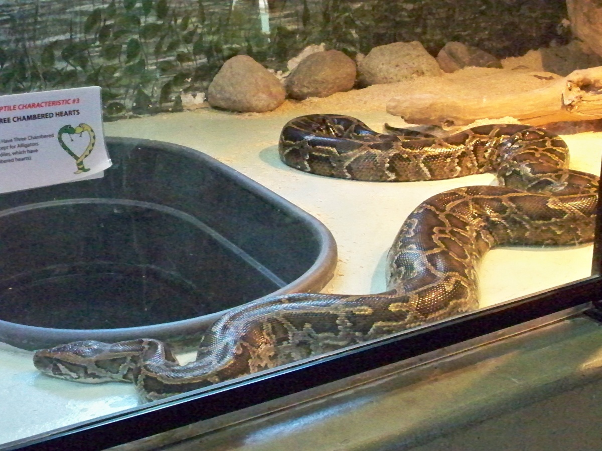 Technomad Delivers Big Sound in Compact Package for Illinois Zoo